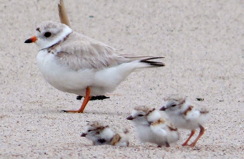 Piping plover and chicks